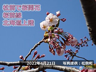 北海道　いよいよ桜前線が上陸!