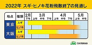 今シーズンのスギ・ヒノキ花粉　飛散終了時期が近づく　対策いつまで?