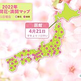 函館で桜が開花　北の大地でも　平年より早く　桜の季節に