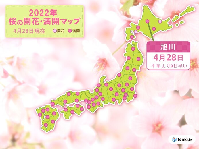 旭川で桜が満開　北海道では今週は次々と開花や満開　平年より早く桜が見頃に