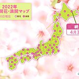 網走で桜満開　統計開始以来初の4月中の満開　連休中に桜前線はゴールへ