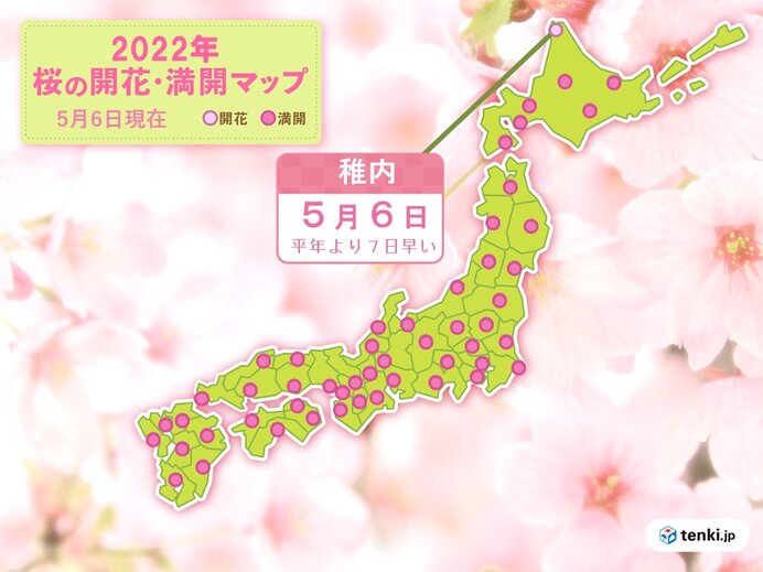 稚内で桜が開花　桜前線のゴールまであと少し