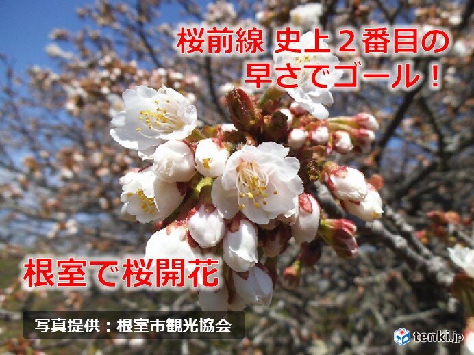 桜前線ゴール!　北海道根室で桜開花(気象予報士 持田　浩)