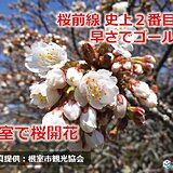 桜前線ゴール!　北海道根室で桜開花