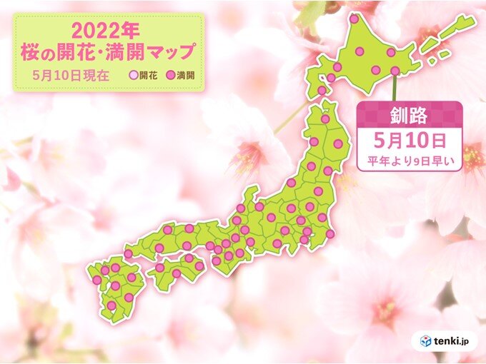 釧路で平年より9日早く桜満開　気象台の全ての標本木で桜が満開になりました