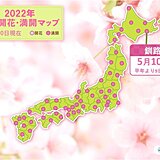 釧路で平年より9日早く桜満開　気象台の全ての標本木で桜が満開になりました