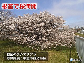 北海道　根室で桜満開　百花繚乱の季節へ