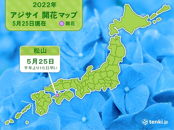 松山でアジサイの開花 全国で今年初めて 気象予報士 日直主任 22年05月25日 日本気象協会 Tenki Jp