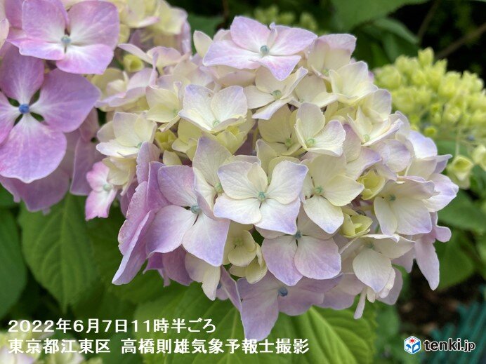 横浜でアジサイ開花 関東では今年初 関東で横浜が最初に咲くのは3年連続 気象予報士 日直主任 22年06月07日 日本気象協会 Tenki Jp