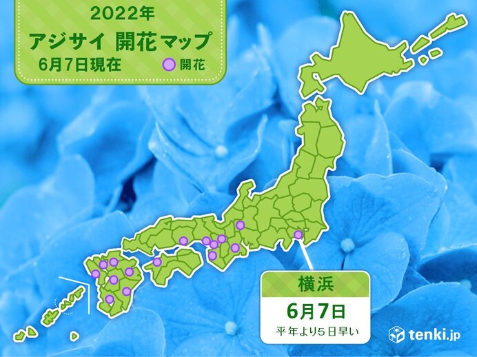 横浜でアジサイ開花 関東では今年初 関東で横浜が最初に咲くのは3年連続 気象予報士 日直主任 22年06月07日 日本気象協会 Tenki Jp