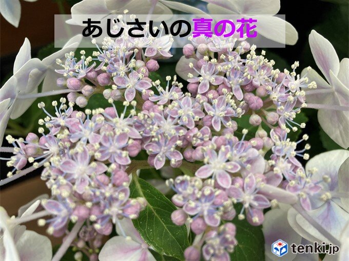 きょう8日は高知でアジサイが開花　各地で見ごろに