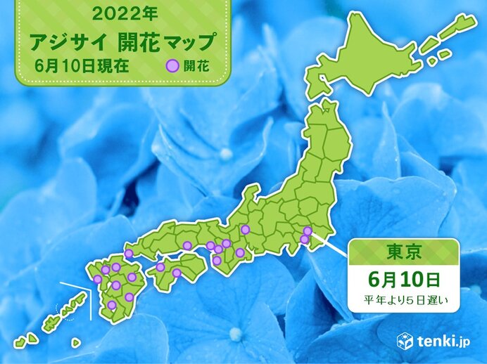 東京でアジサイが開花