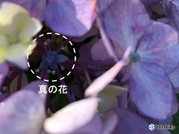 観測は「真の花」