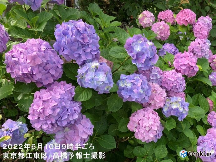 雨の季節を彩る 東京 北の丸公園でアジサイ 真の花 が開花 平年より5日遅い観測 気象予報士 日直主任 22年06月10日 日本気象協会 Tenki Jp