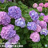 雨の季節を彩る　東京・北の丸公園でアジサイ(真の花)が開花　平年より5日遅い観測