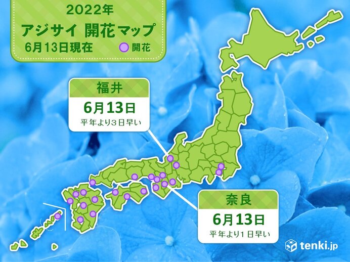 奈良や福井でアジサイ(真の花)開花　梅雨が近づく
