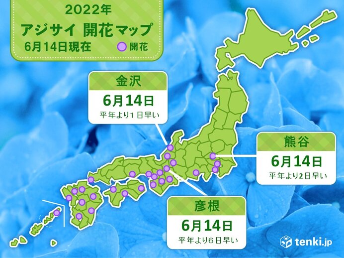 彦根・熊谷・金沢でアジサイ(真の花)開花　北陸は梅雨入りに合わせるかのように