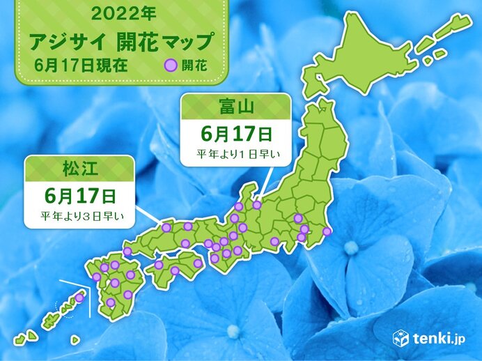 松江と富山　平年より早く　アジサイ(真の花)が開花