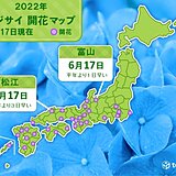 松江と富山　平年より早く　アジサイ(真の花)が開花