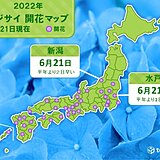 新潟と水戸　アジサイ(真の花)が開花　梅雨の時期に彩りそえる