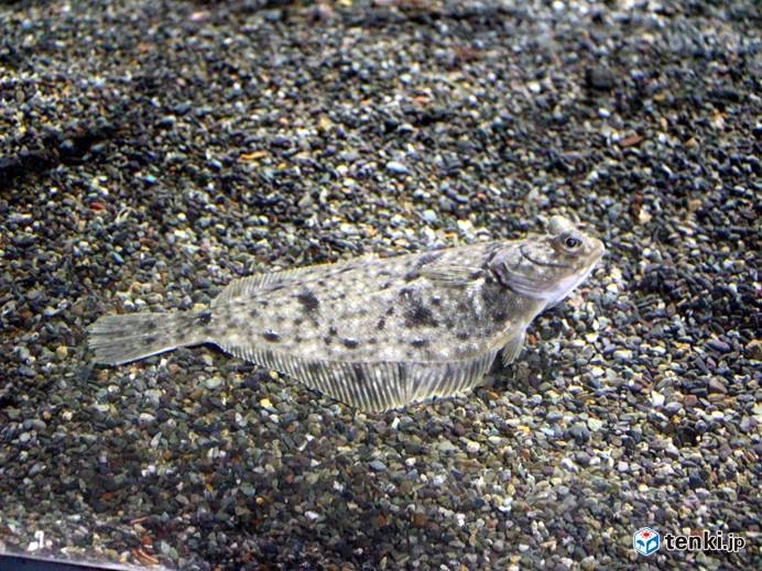 北海道　春のカレイ釣りシーズン到来