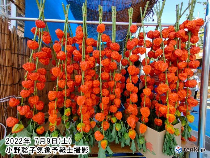 浅草・浅草寺で3年ぶり「ほおずき市」開催　東京都心すでに30℃超　きょうも不安定