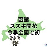 函館で「ススキ開花」　今季全国で初　観測史上最早タイ　北の大地から早くも秋の便り