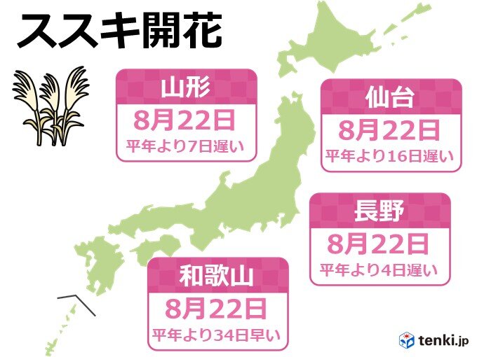 ススキの開花ラッシュ　平年より1か月以上早い所も