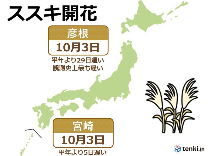 ススキ開花　彦根は観測史上最も遅く　宮崎は平年より5日遅い