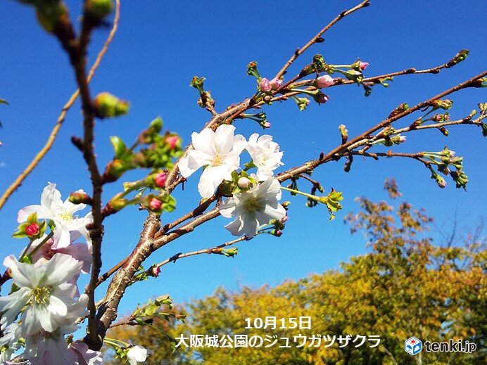 関西 土曜日は秋の草花が映える秋晴れに この晴天いつまで 気象予報士 木村 司 22年10月15日 日本気象協会 Tenki Jp