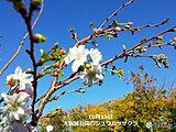 関西　土曜日は秋の草花が映える秋晴れに　この晴天いつまで?