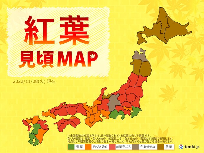 高知でイチョウ黄葉　東日本・西日本でも紅葉進む　土曜日にかけて広く晴れて小春日和