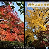 四国　週間天気　来週は紅葉進めるこの時期らしい肌寒さに