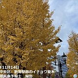 福島・長野でカエデが紅葉　函館・新潟・前橋でイチョウが黄葉　街中も秋色に