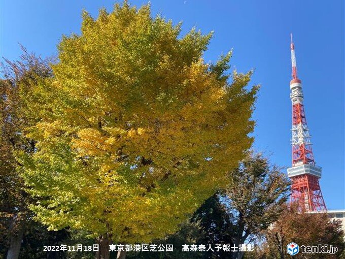 東京都心でイチョウ黄葉　平年より4日早く
