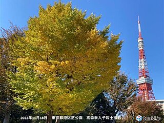 東京都心でイチョウ黄葉　平年より4日早く　11月中旬の観測は4年ぶり