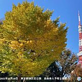 東京都心でイチョウ黄葉　平年より4日早く　11月中旬の観測は4年ぶり