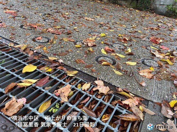 雨の日は「落ち葉でツルリ」に要注意