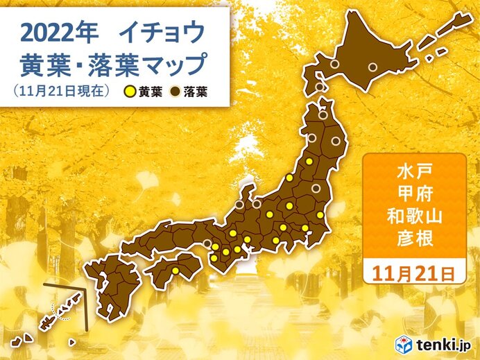 続々とイチョウが色づく　きょうは水戸や甲府、和歌山、彦根で黄葉