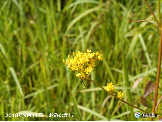 秋の草花