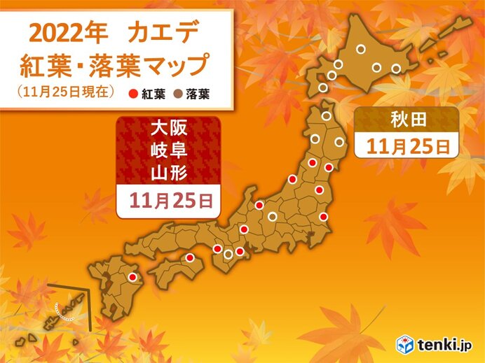 大阪・岐阜・山形でイロハカエデ紅葉　京都・松江でイチョウ黄葉　日曜は紅葉狩り日和
