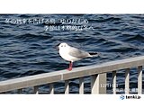 関西　この先は強い寒気がたびたび流れ込む　平野部でも初雪か