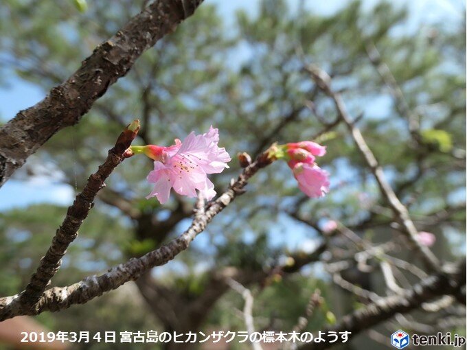 宮古島でサクラ開花