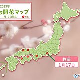 静岡でウメ開花　平年並み　寒中のなか　小さな春を見つけてみては?