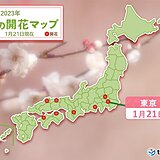 東京でウメ開花　昨年より11日早く　関東は来週にかけて厳寒