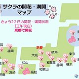 京都で桜開花　平年より早く