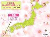 沖縄から春の便り　那覇で桜満開　平年より5日早く　昨年より2日早い満開に