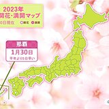 沖縄から春の便り　那覇で桜満開　平年より5日早く　昨年より2日早い満開に