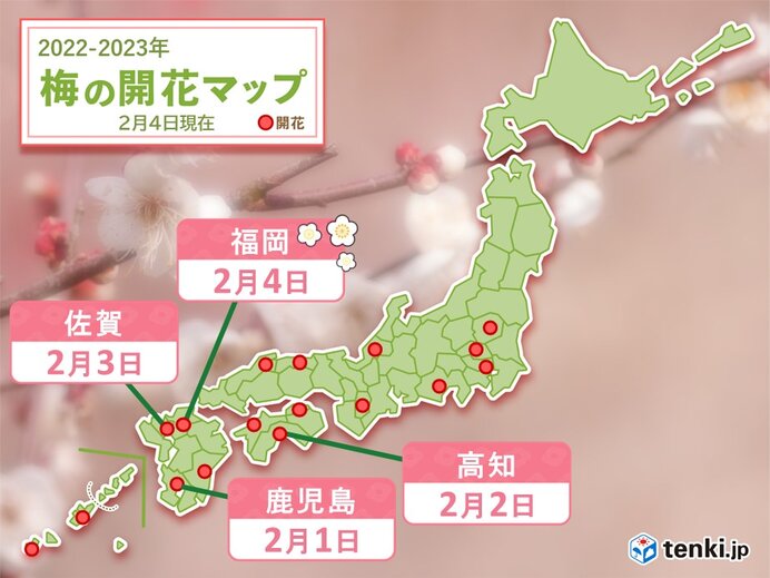 福岡で立春にウメ開花　2月に入り九州や四国で続々開花