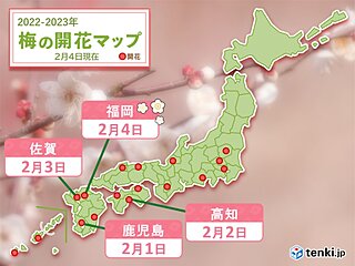 福岡で立春にウメ開花　2月に入り九州や四国で続々開花